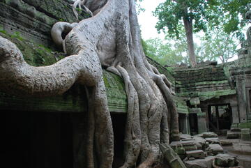 Kambodscha - Siem Reap - Ta Prohm Kambodscha - Siem Reap - Ta Prohm