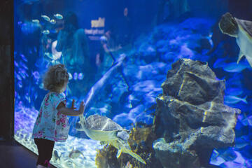 Kelly Tarlton's SEA LIFE Aquarium Kelly Tarlton's SEA LIFE Aquarium