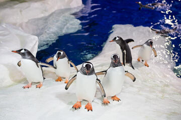 Kelly Tarlton's SEA LIFE Aquarium Kelly Tarlton's SEA LIFE Aquarium