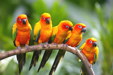 Singapur - Jurong Bird Park Singapur - Jurong Bird Park