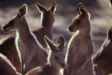 Australian Tourist Commission Australian Tourist Commission